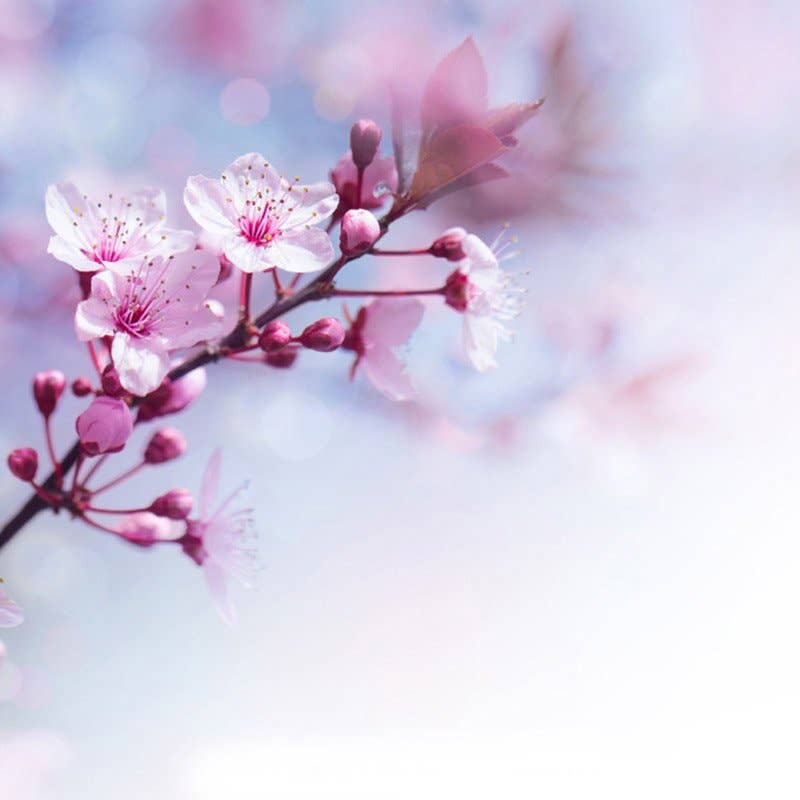 Sakura Pillar Candle Medium