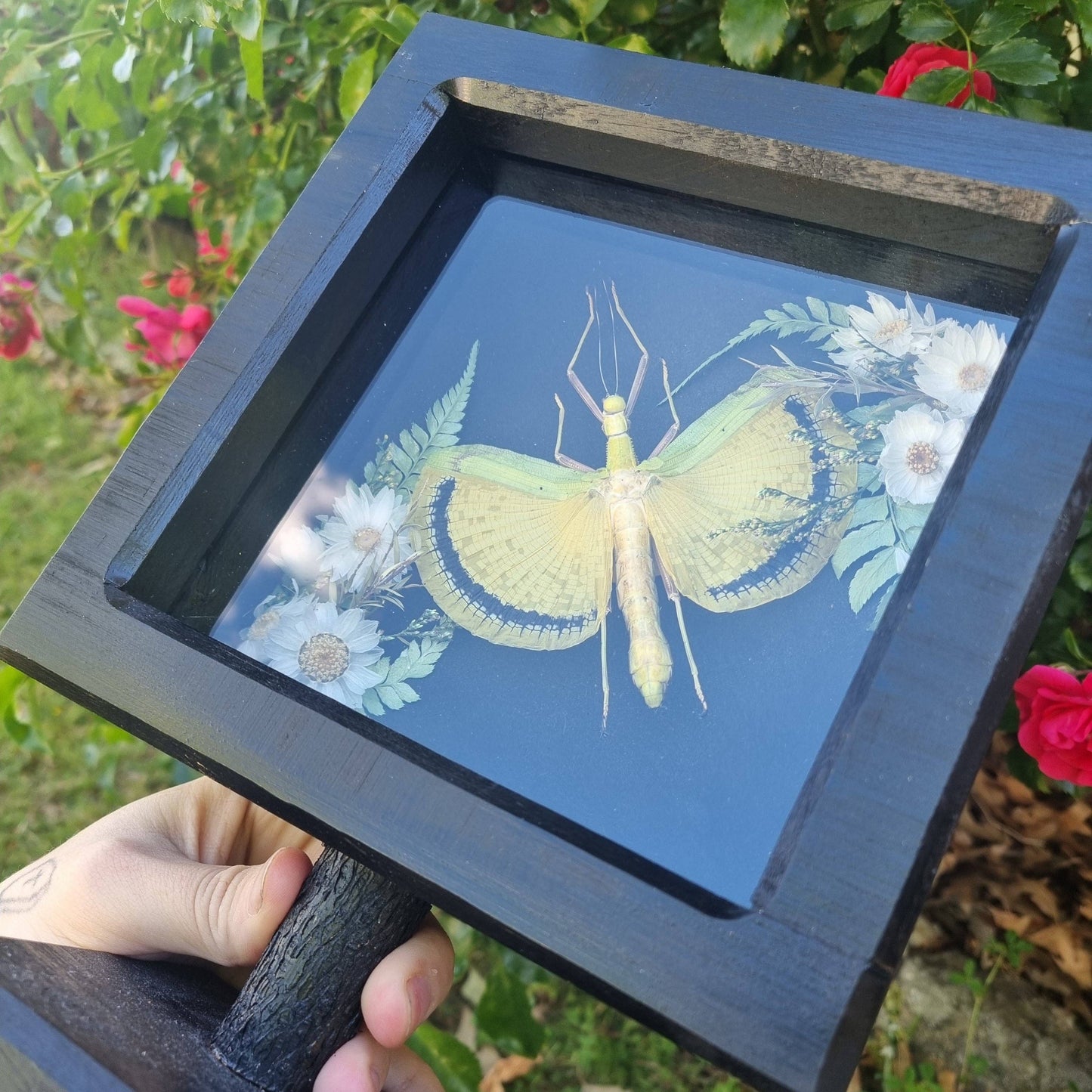 Tagesoidea Nigrofasciata | Handmade Frame