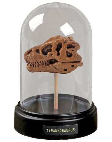 Dig and Display Dinosaur Skull