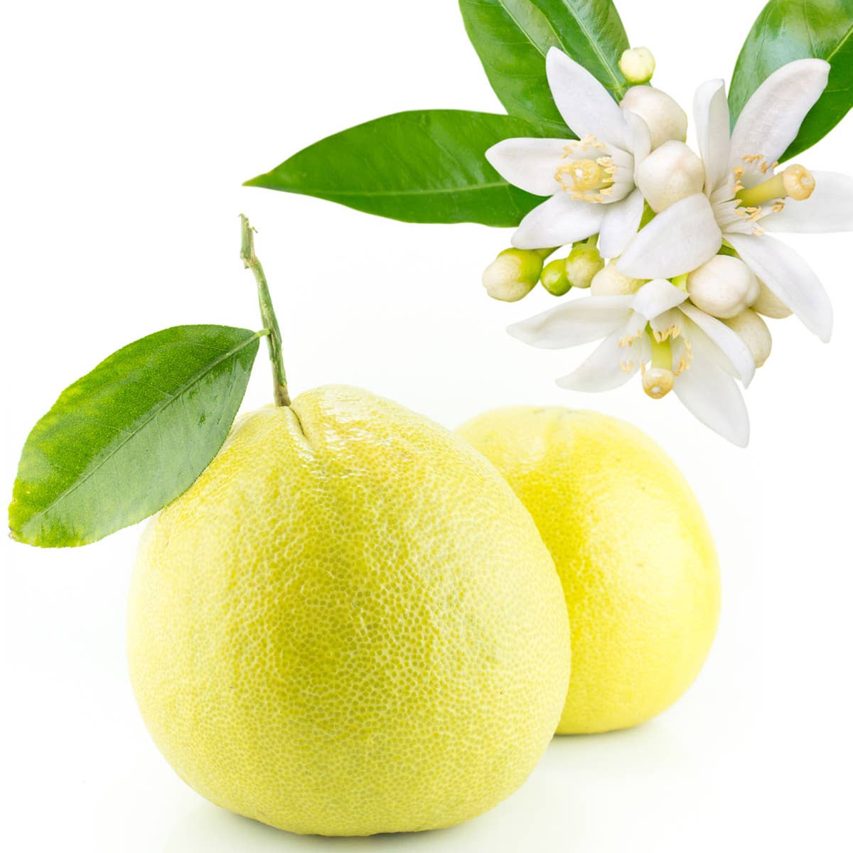 Bergamot & Orange Blossom Fragrance Oil
