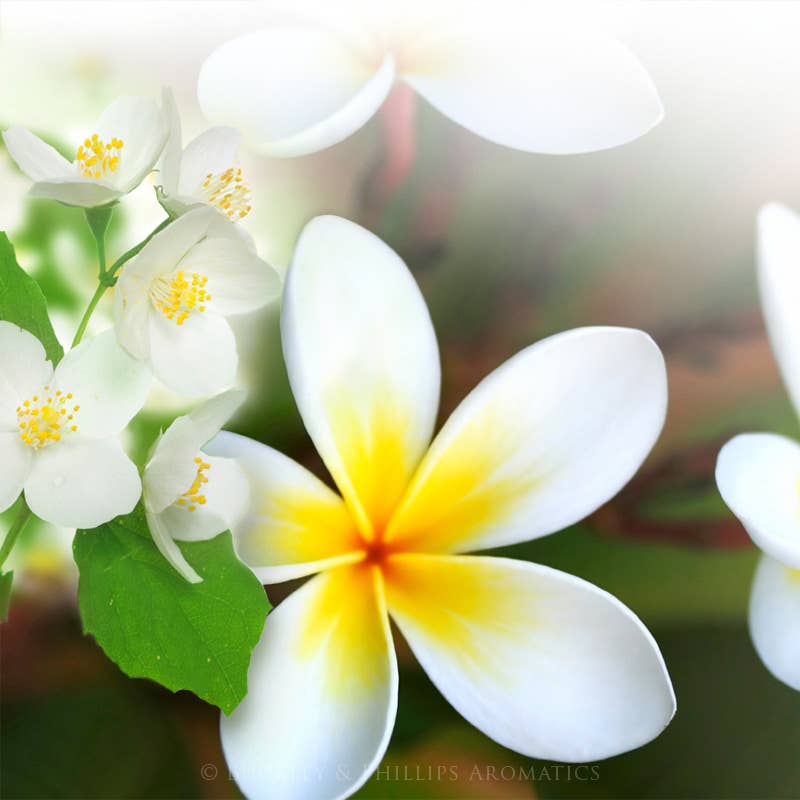 Jasmine & Frangipani Fragrance Oil