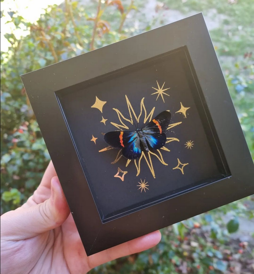 Large Foil Bundle | Entomology | Taxidermy | Oddity | Curio