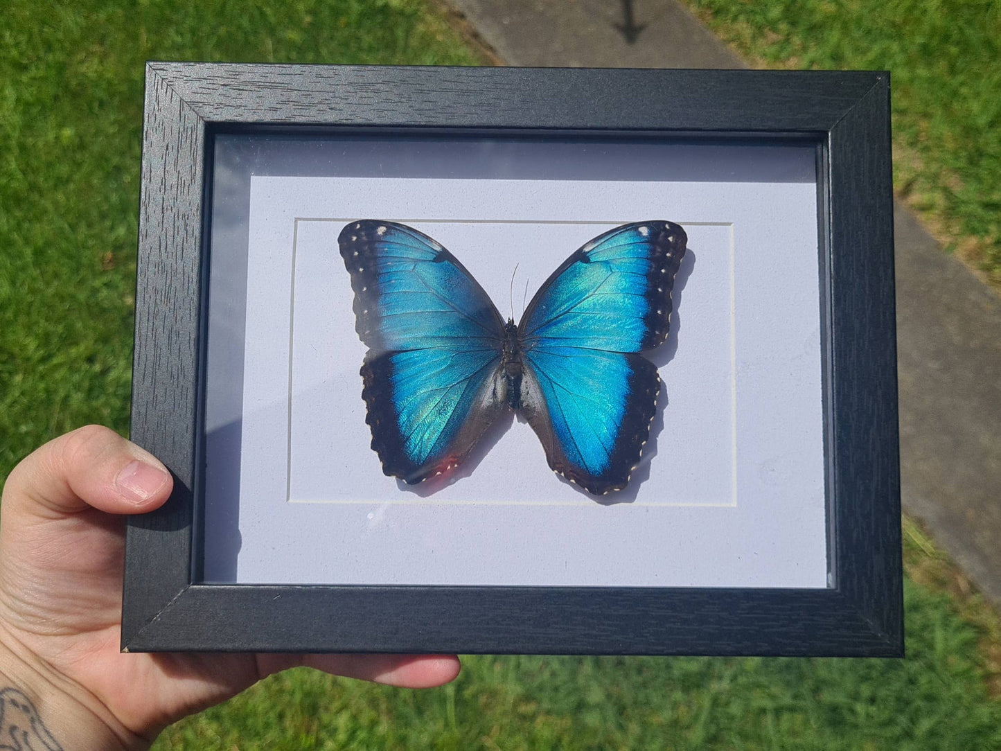 Starter Plain Bundle | Entomology | Oddity | Curio