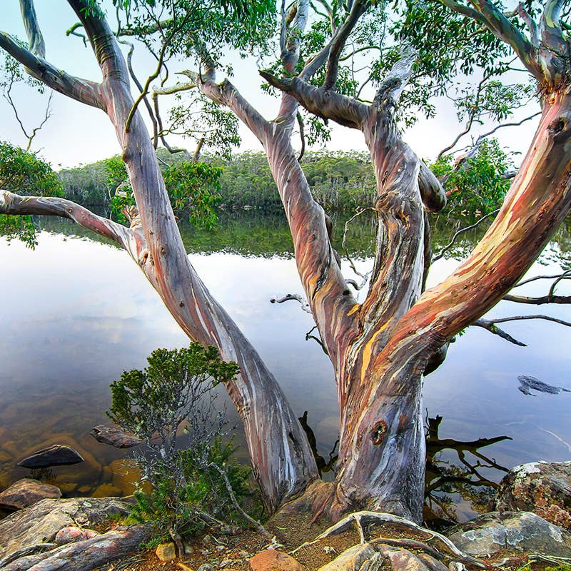 River Gum Fragrance Oil