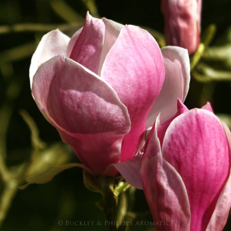 Honeysuckle & Magnolia Fragrance Oil