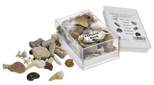 Fossil Boxes