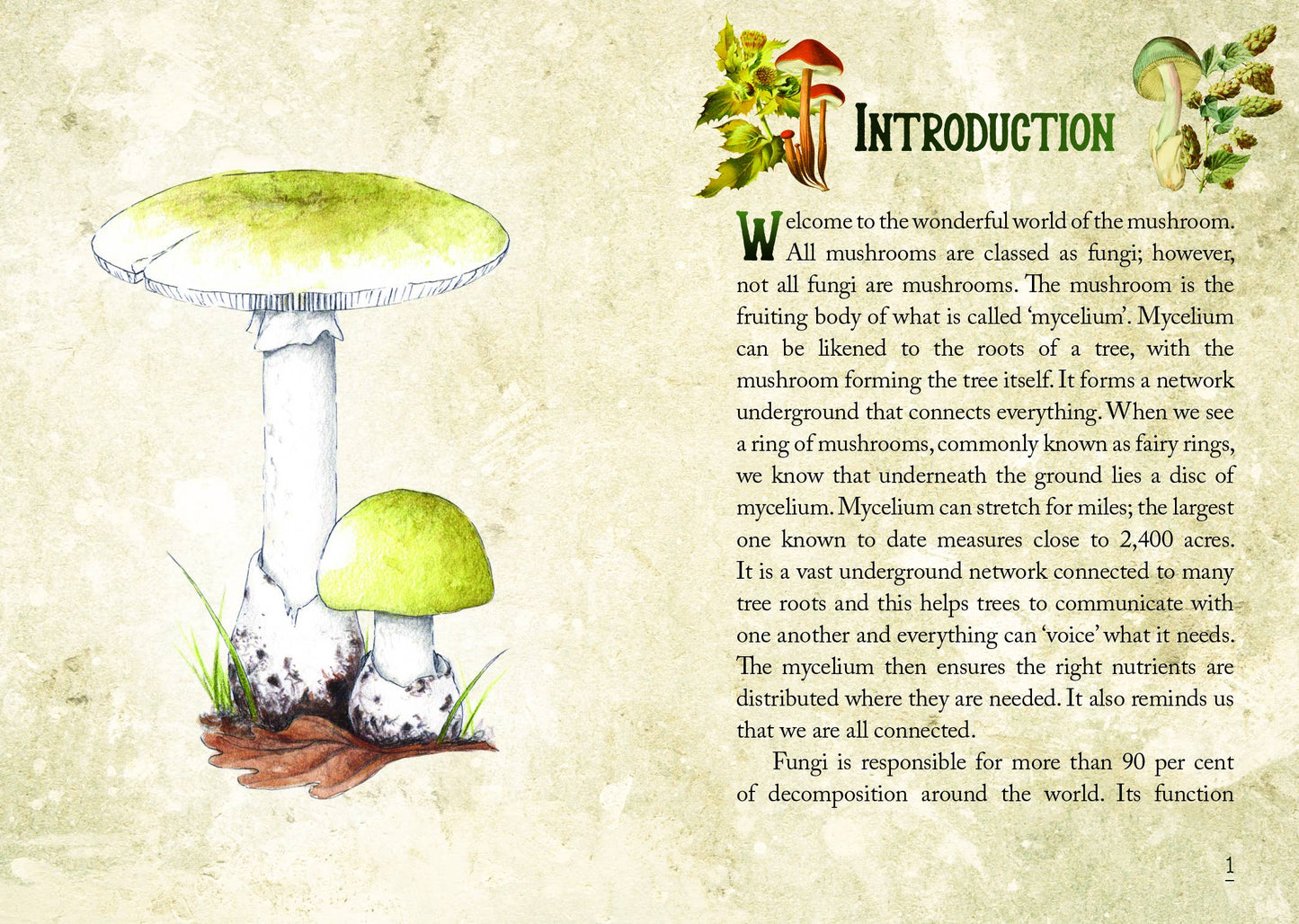 Mushroom Spirit Oracle (36 Cards & 112-Page Book)