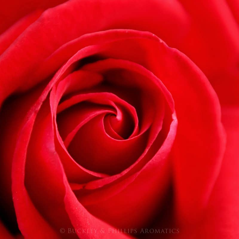 Rose Fragrance Oil