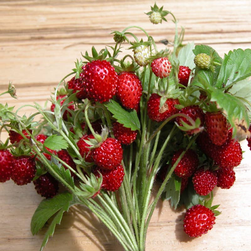 Strawberry Fragrance Oil