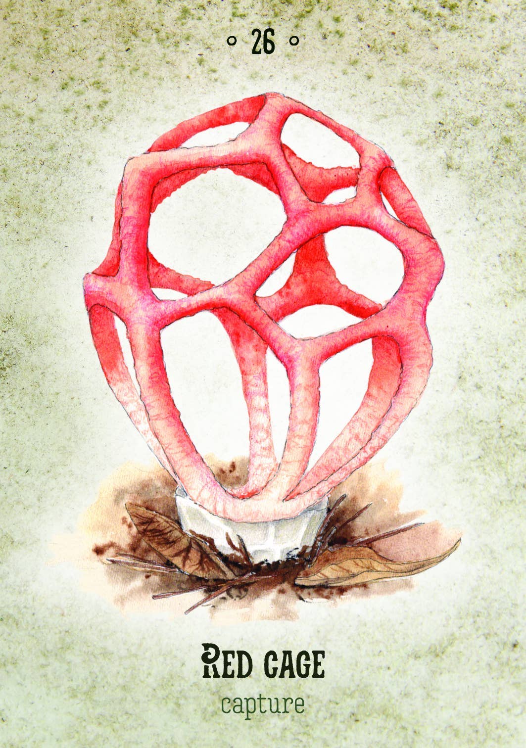 Mushroom Spirit Oracle (36 Cards & 112-Page Book)
