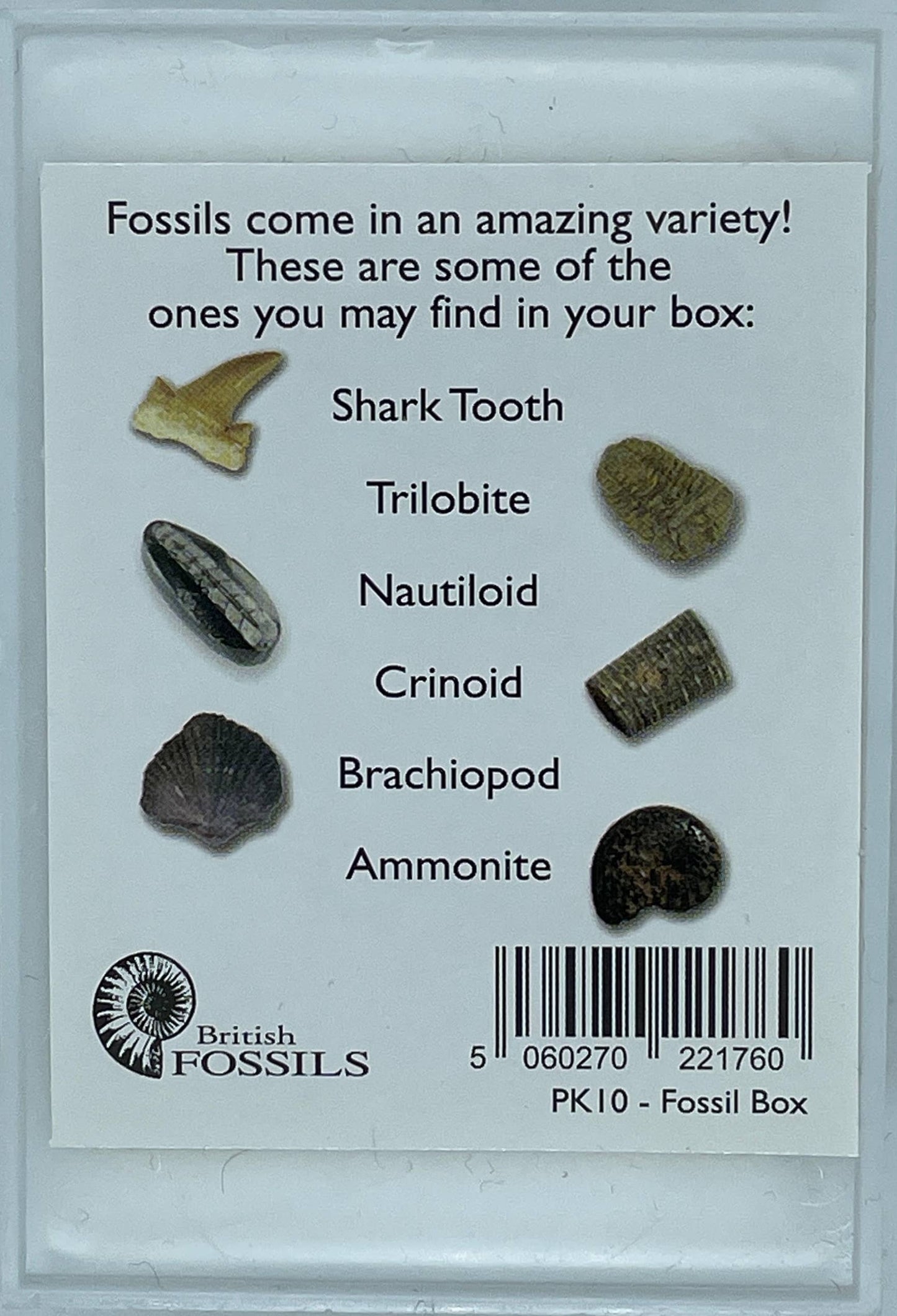 Fossil Boxes