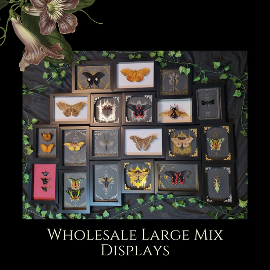 Large Mix Bundle | Entomology | Taxidermy | Oddities | Curio