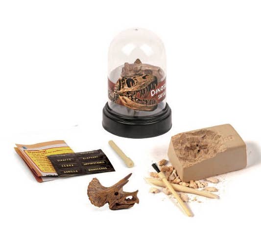 Dig and Display Dinosaur Skull