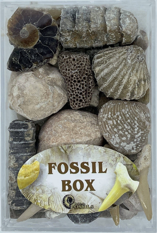 Fossil Boxes