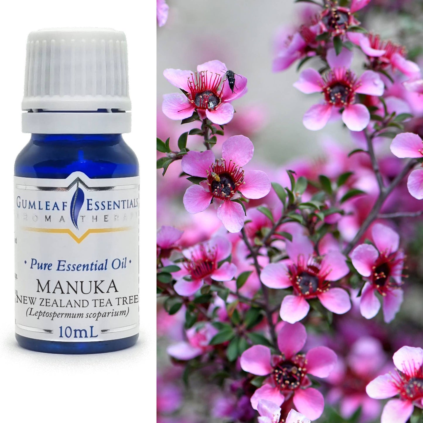 Manuka Essential Oil
