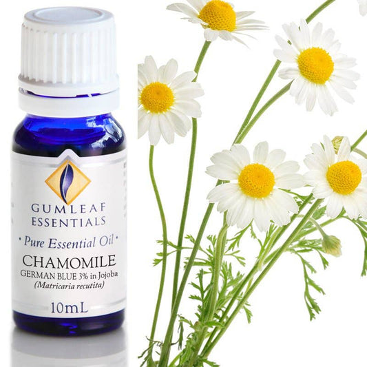 Chamomile German Blue (3% in Jojoba) Essential Oil