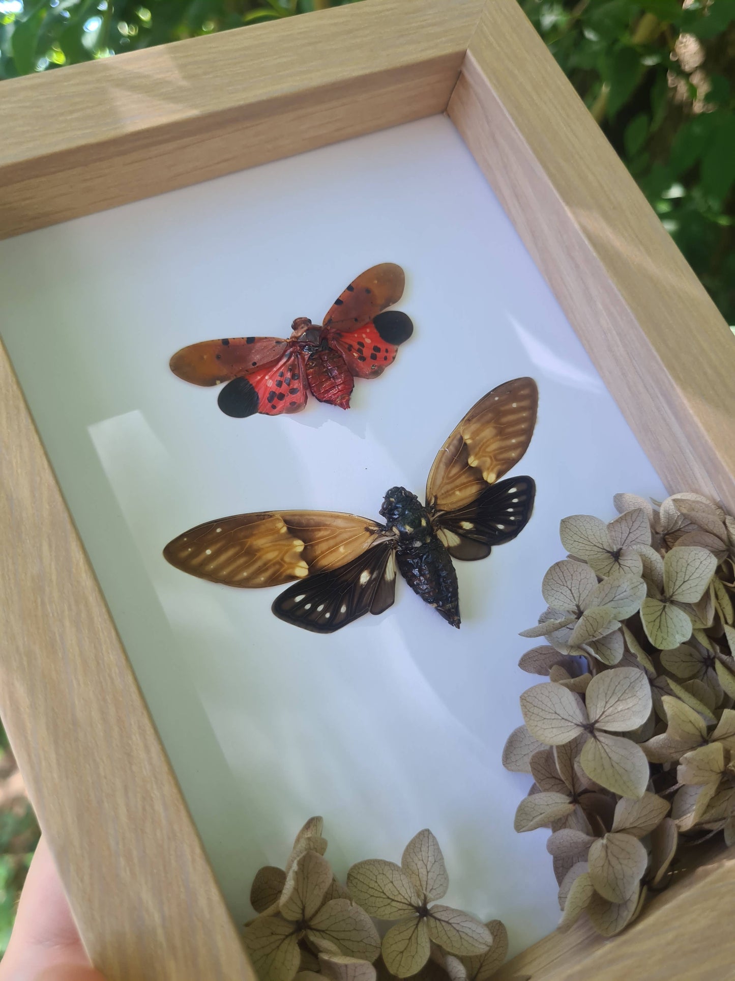 Starter Plain Bundle | Entomology |  Oddity | Curio