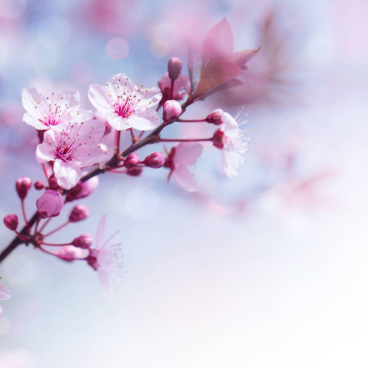 Sakura Fragrance Oil