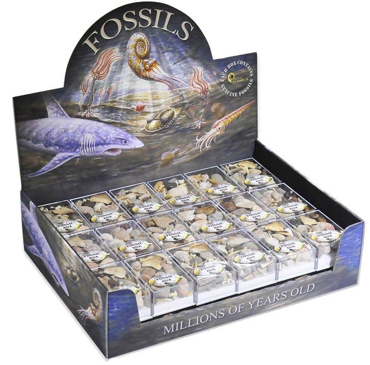 Fossil Boxes