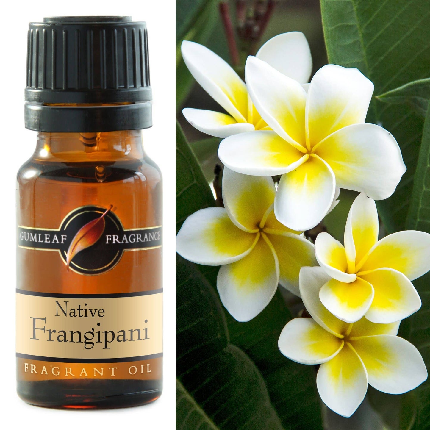 Native Frangipani Fragrance Oil