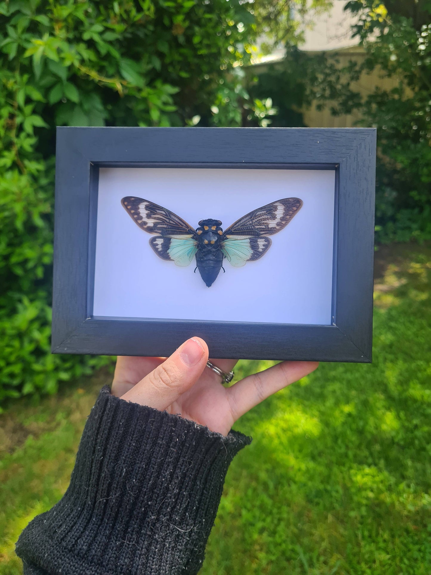 Large Mix Bundle | Entomology | Taxidermy | Oddities | Curio