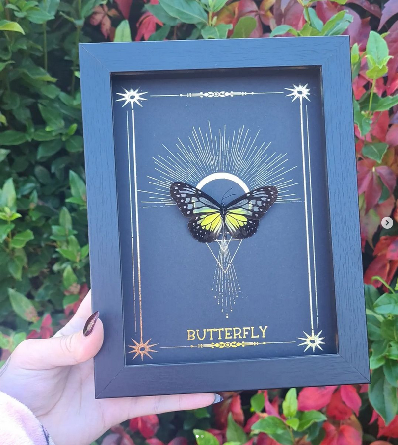 Large Foil Bundle | Entomology | Taxidermy | Oddity | Curio
