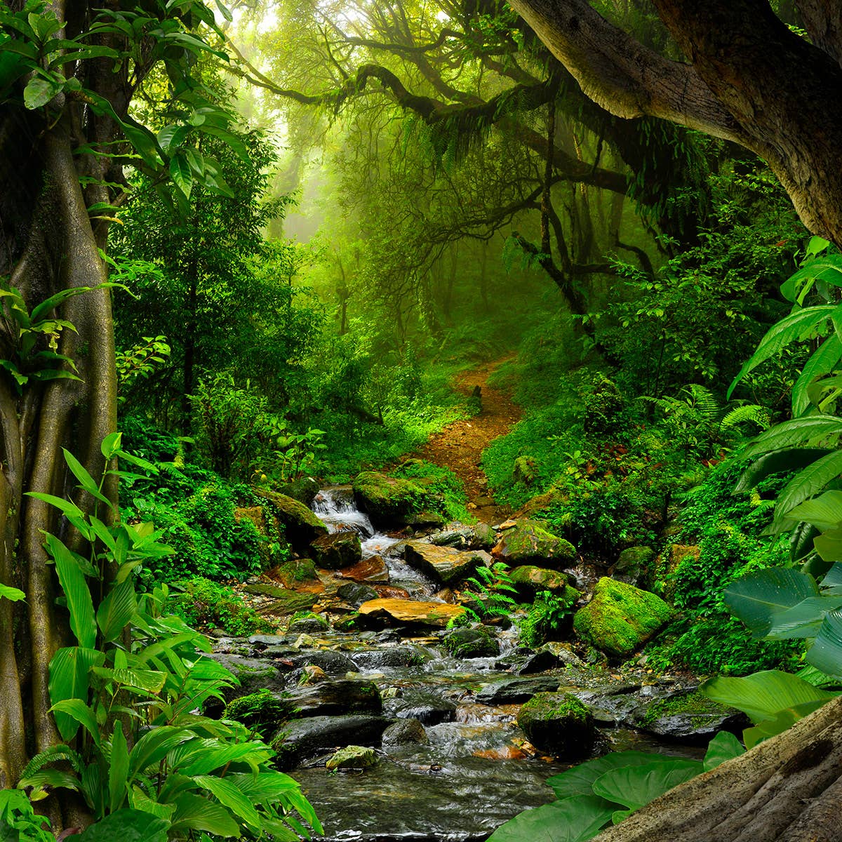 Rainforest Fragrance Oil