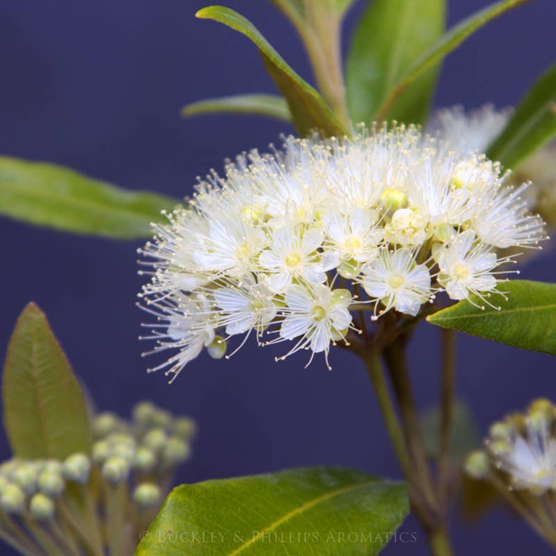 Lemon Myrtle Fragrance Oil