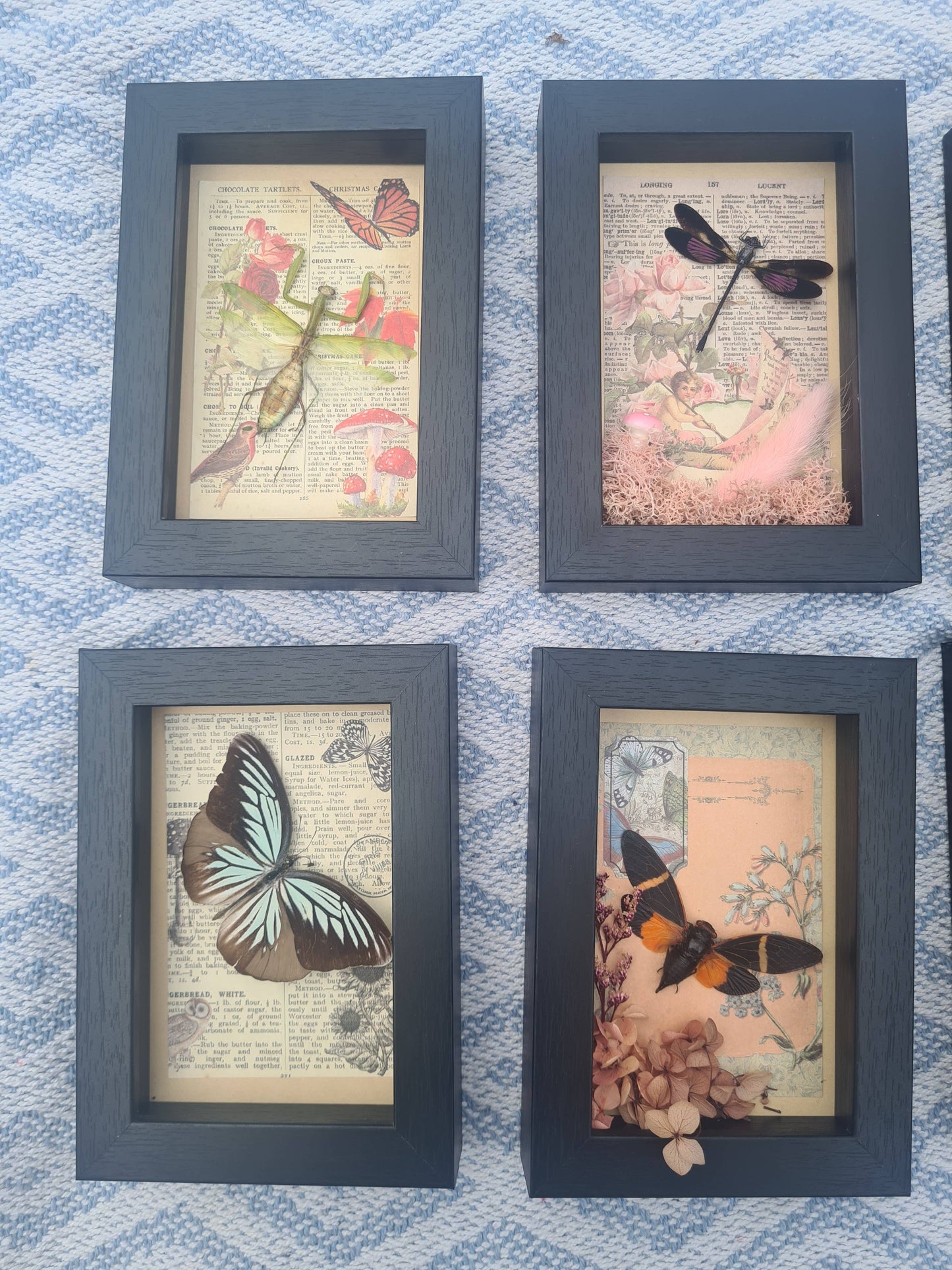 Large Mix Bundle | Entomology | Taxidermy | Oddities | Curio
