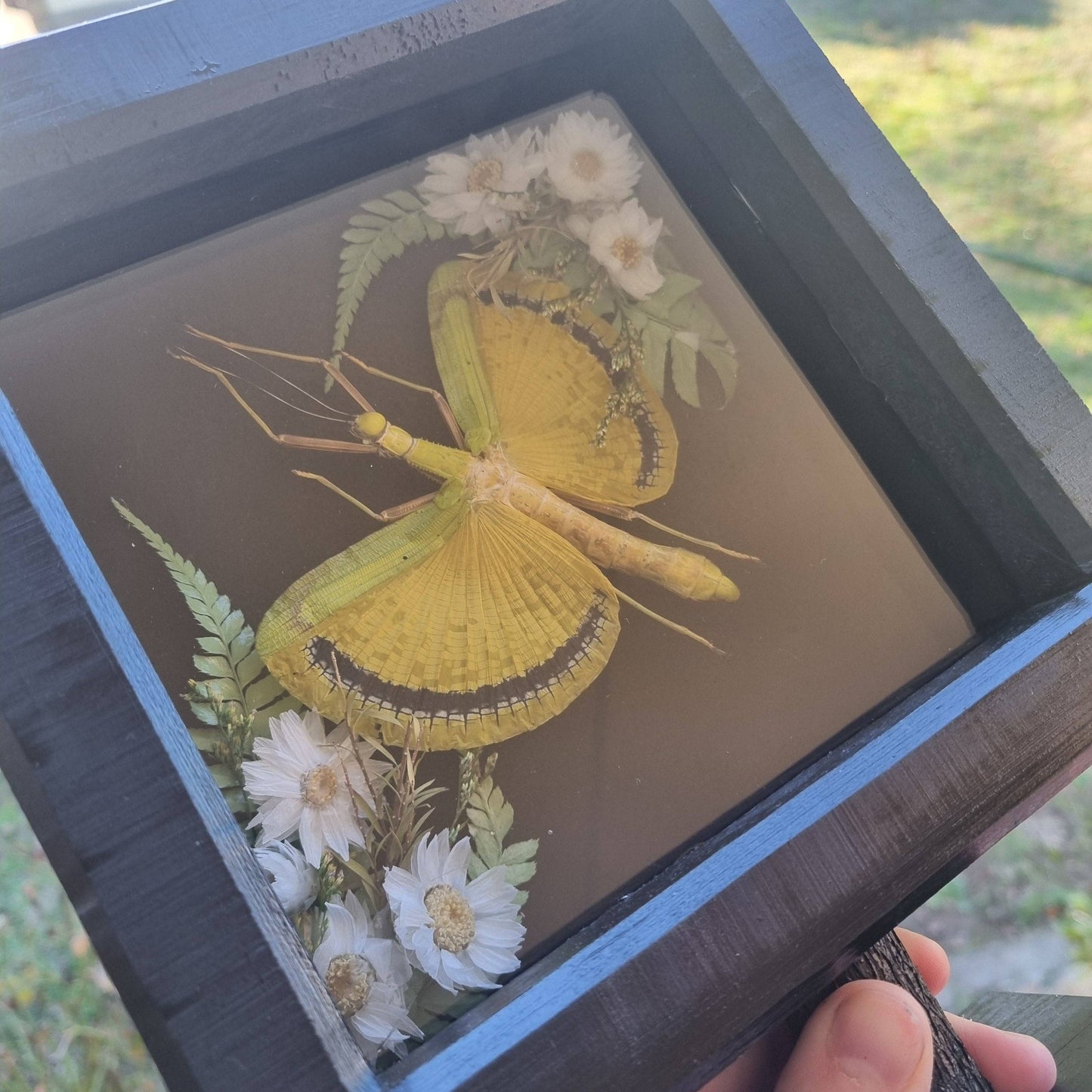 Tagesoidea Nigrofasciata | Handmade Frame