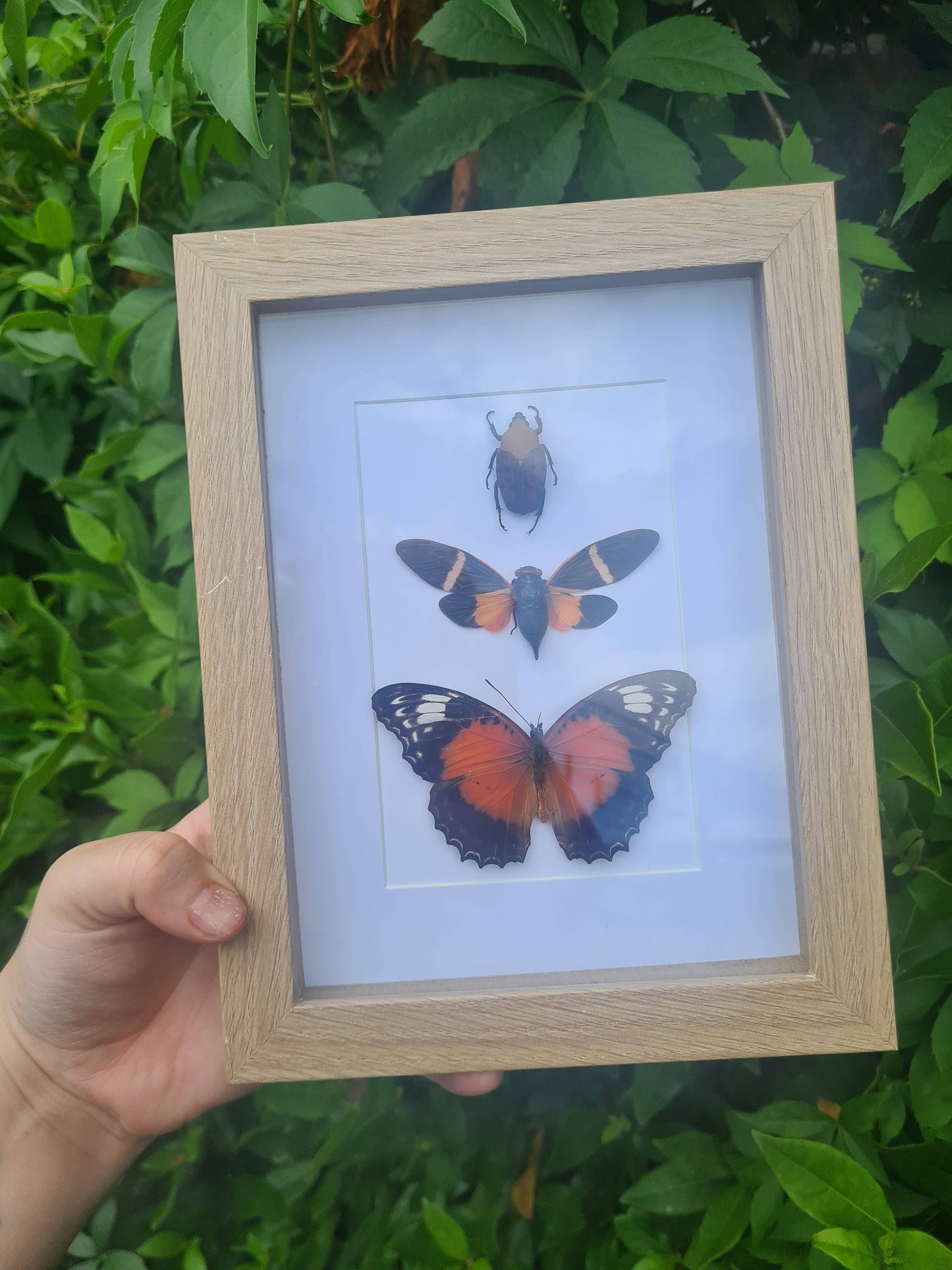 Starter Plain Bundle | Entomology |  Oddity | Curio