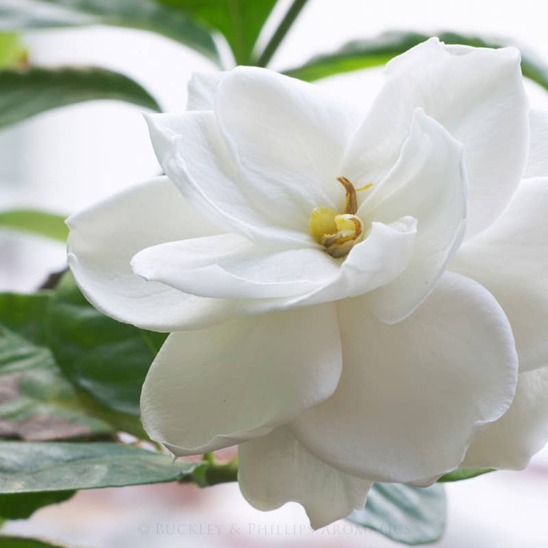 Gardenia Fragrance Oil