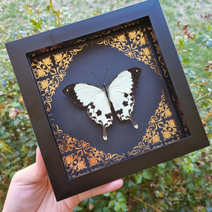 Large Foil Bundle | Entomology | Taxidermy | Oddity | Curio