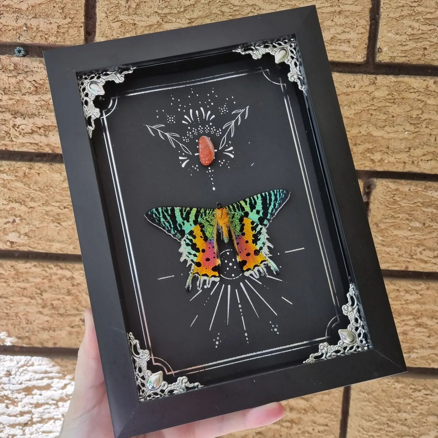 Large Foil Bundle | Entomology | Taxidermy | Oddity | Curio