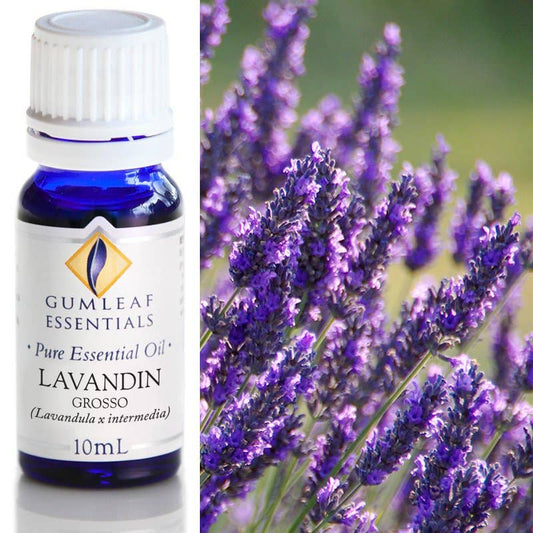 Lavandin Grosso Essential Oil