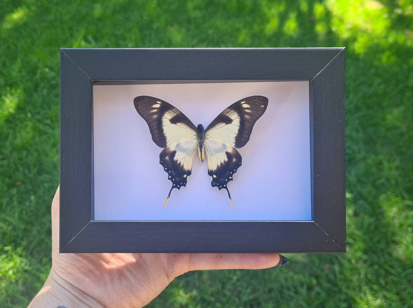 Starter Plain Bundle | Entomology |  Oddity | Curio