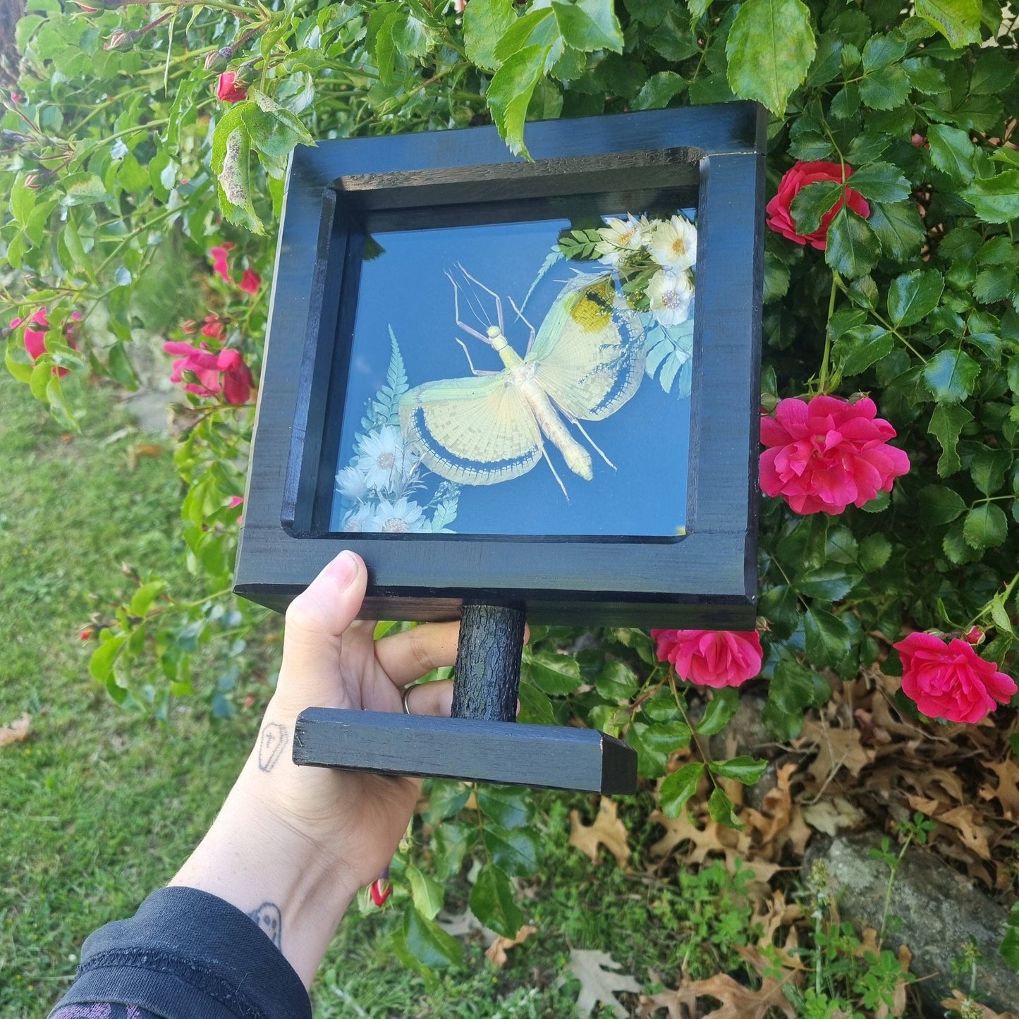 Tagesoidea Nigrofasciata | Handmade Frame