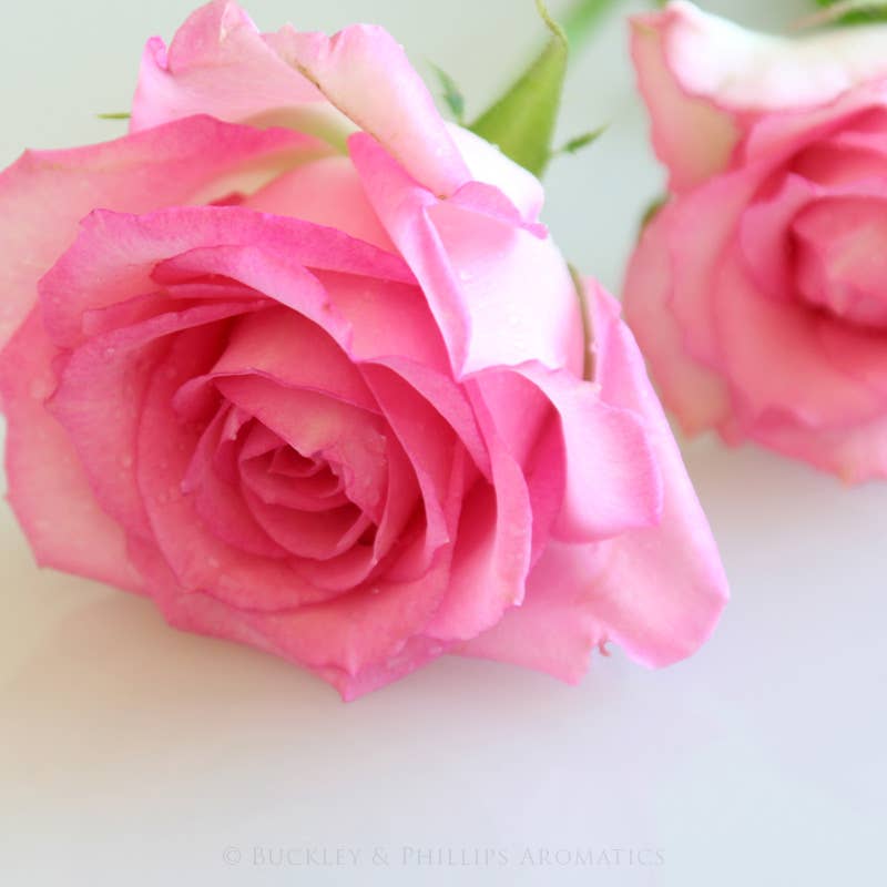 Tea Rose Fragrance Oil