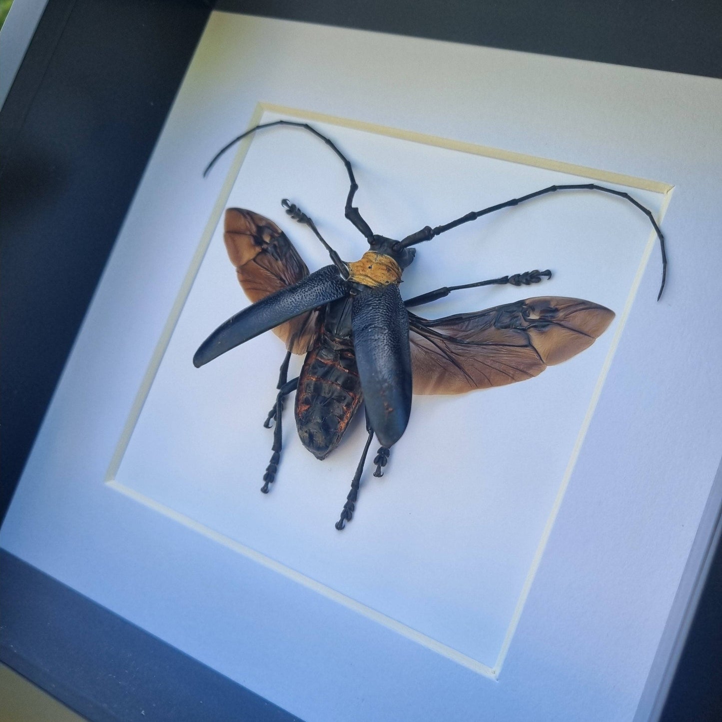 Nemophas Batoceroides