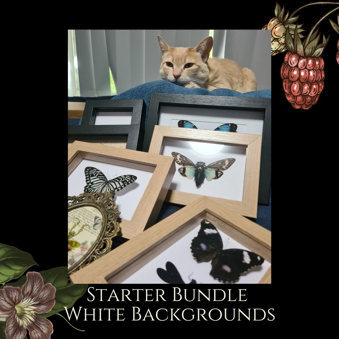 Starter Plain Bundle | Entomology |  Oddity | Curio