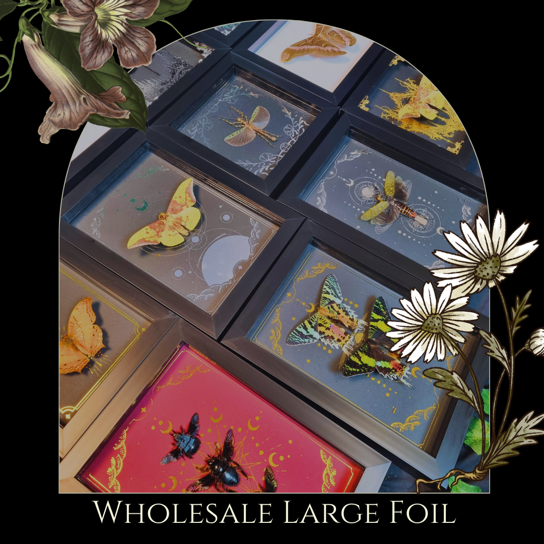 Large Foil Bundle | Entomology | Taxidermy | Oddity | Curio