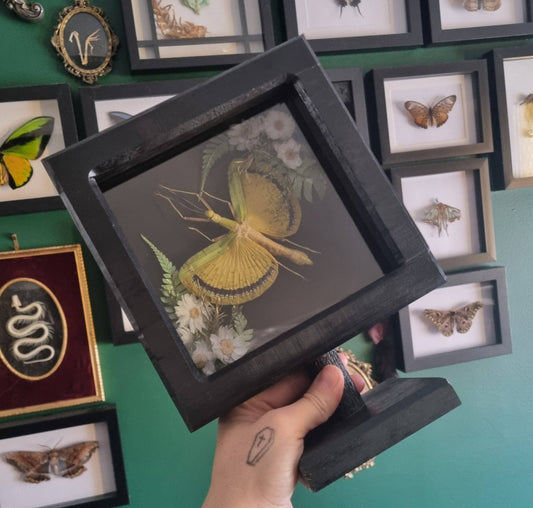Tagesoidea Nigrofasciata | Handmade Frame