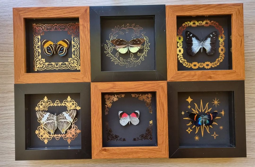 Large Foil Bundle | Entomology | Taxidermy | Oddity | Curio