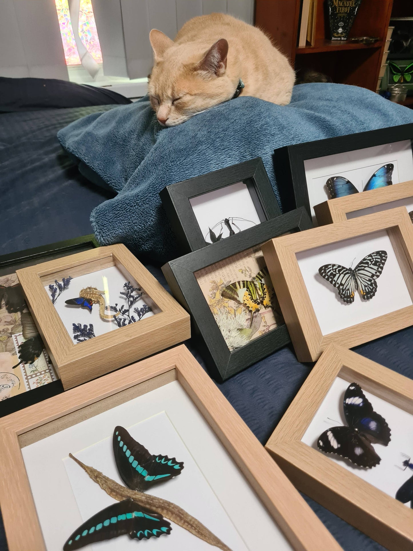 Large Mix Bundle | Entomology | Taxidermy | Oddities | Curio