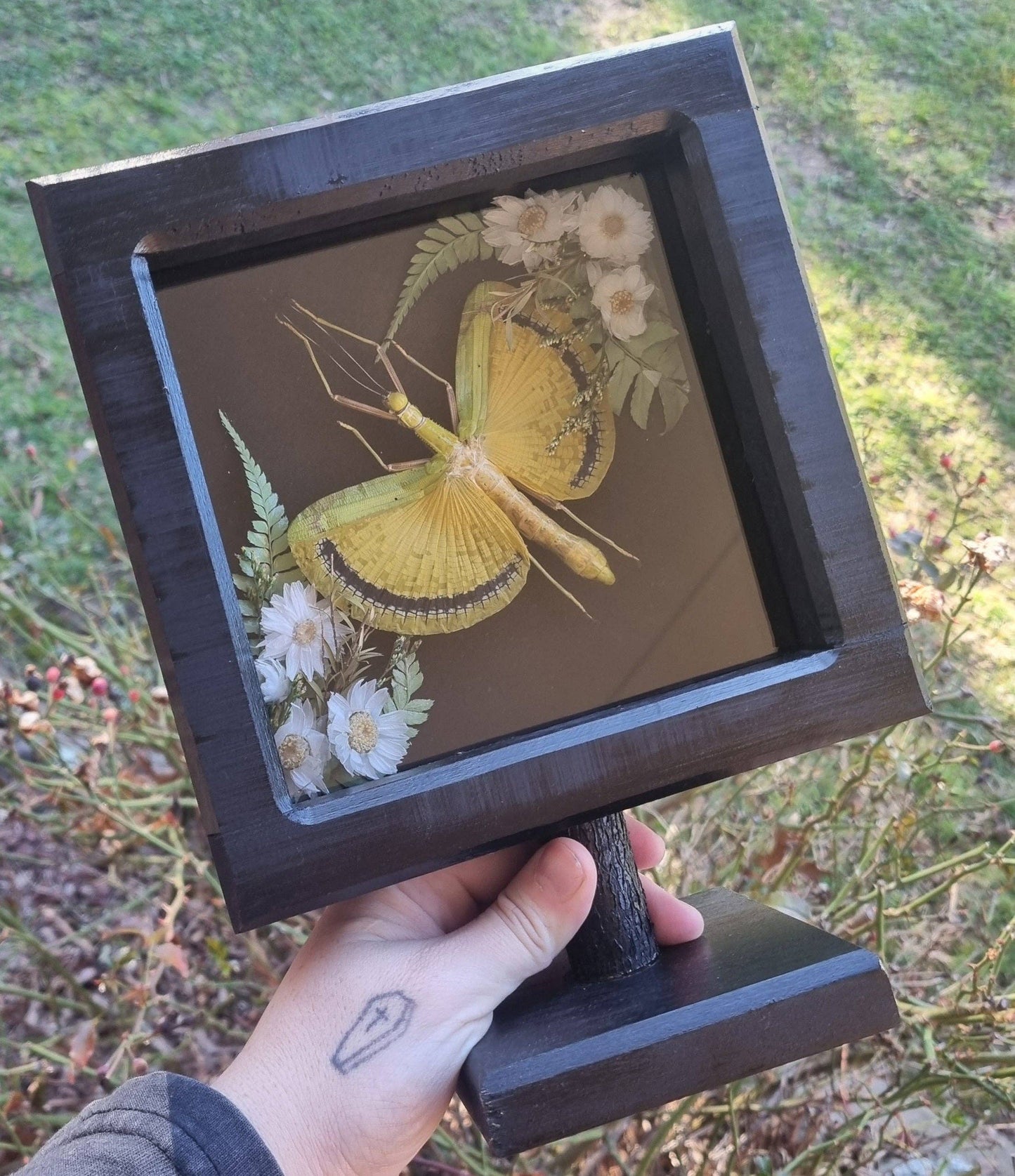 Tagesoidea Nigrofasciata | Handmade Frame