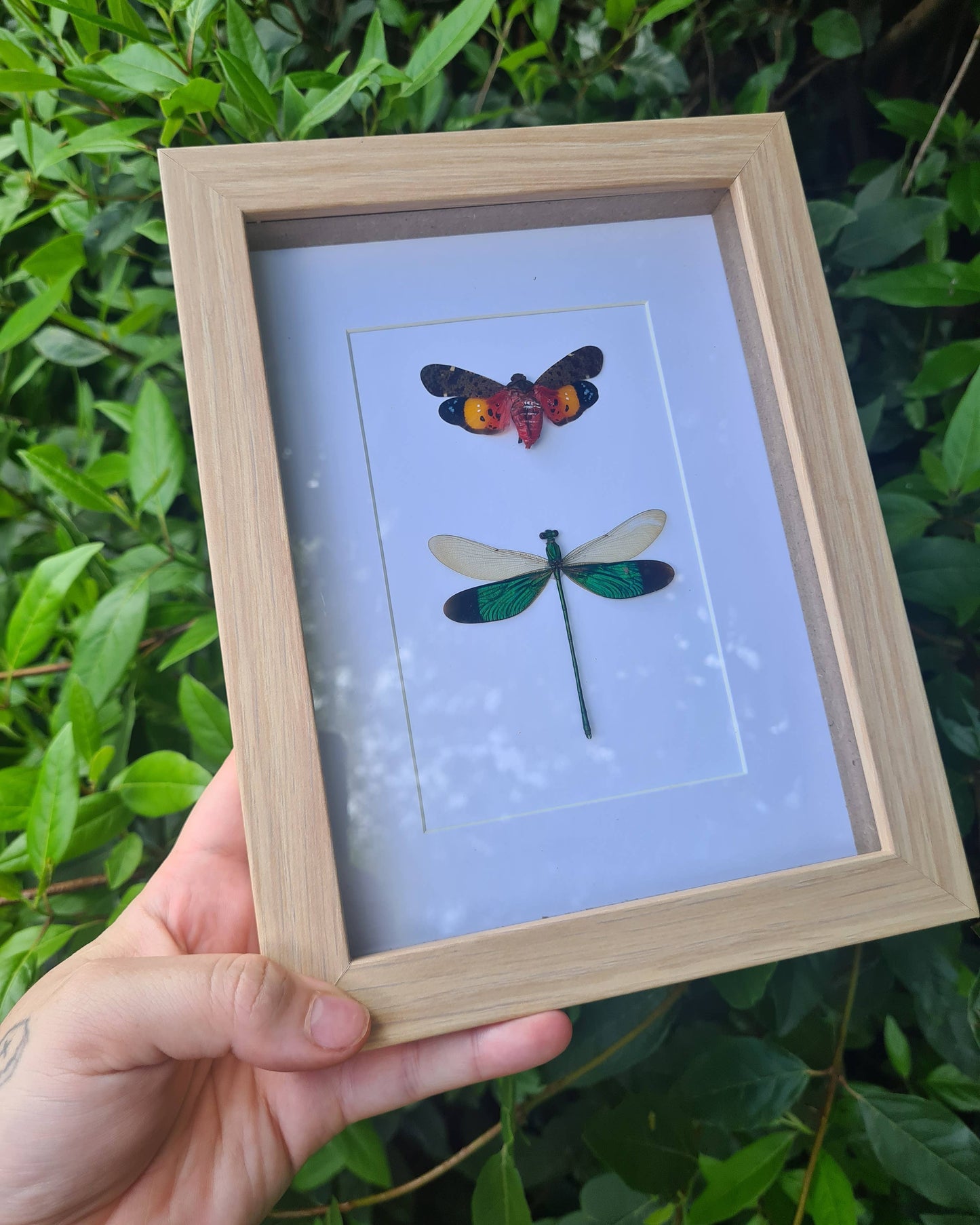 Large Mix Bundle | Entomology | Taxidermy | Oddities | Curio