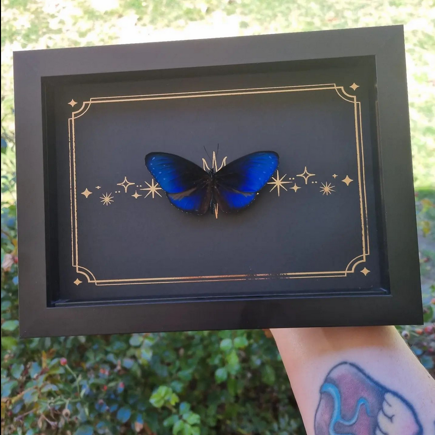 Large Foil Bundle | Entomology | Taxidermy | Oddity | Curio