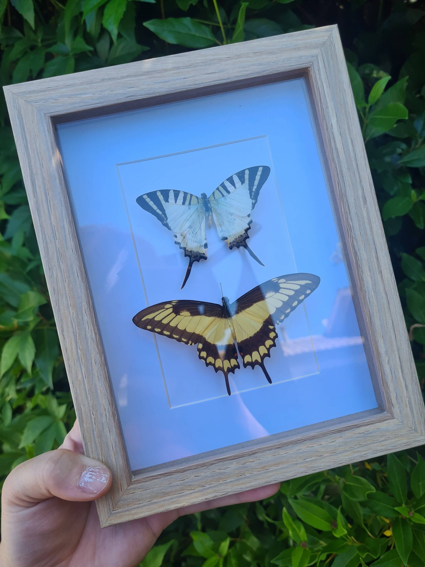 Starter Plain Bundle | Entomology |  Oddity | Curio