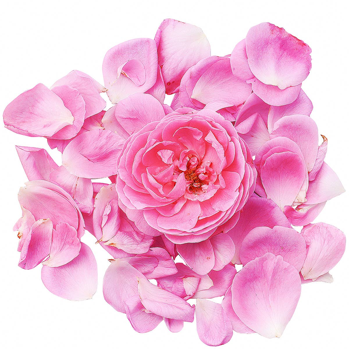 Rose Petals Fragrance Oil