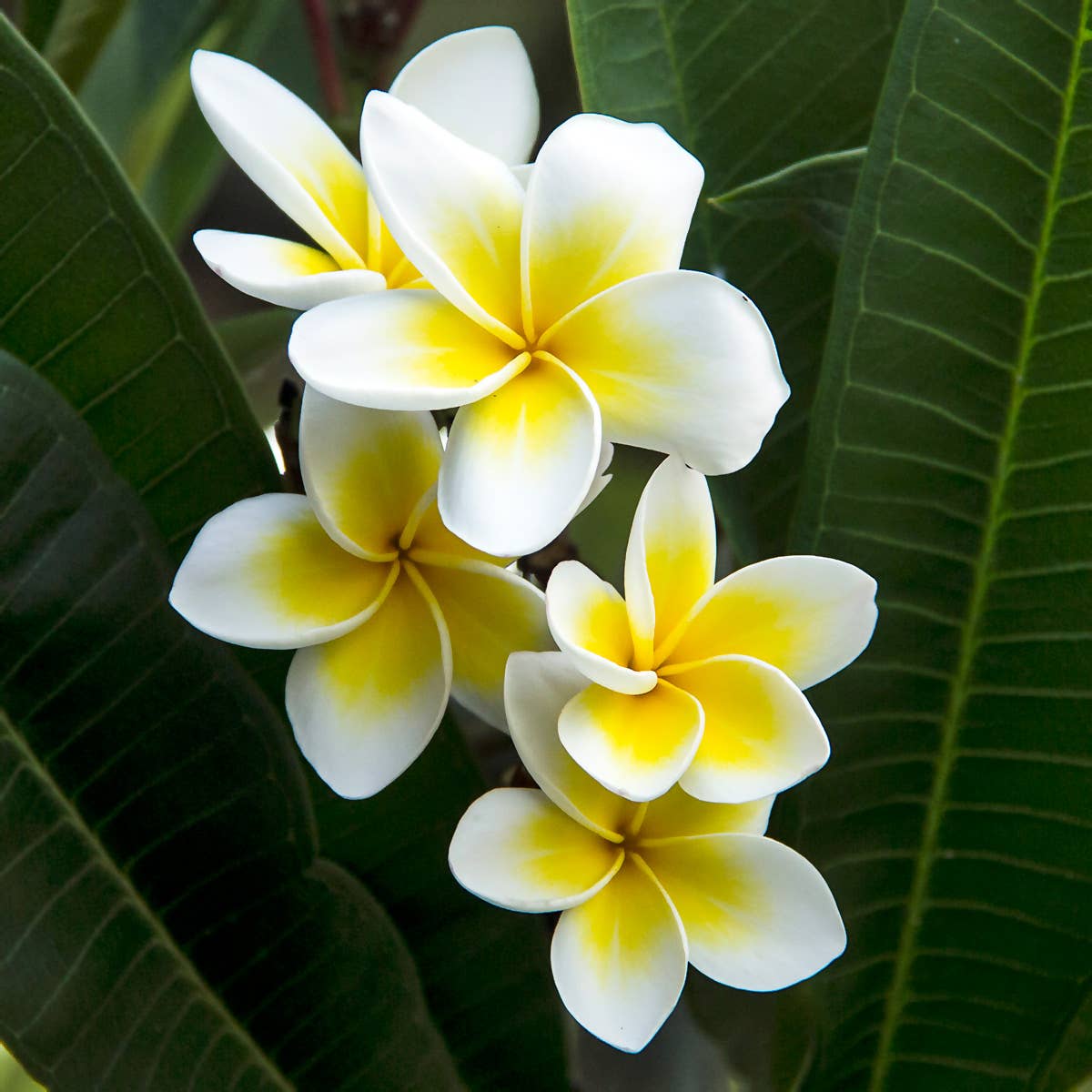 Native Frangipani Fragrance Oil